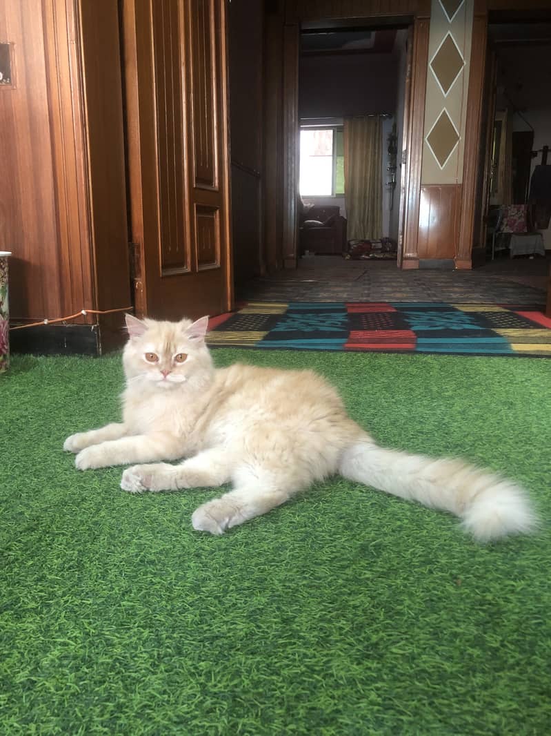 Persian Cats Triple Coated Pair 1