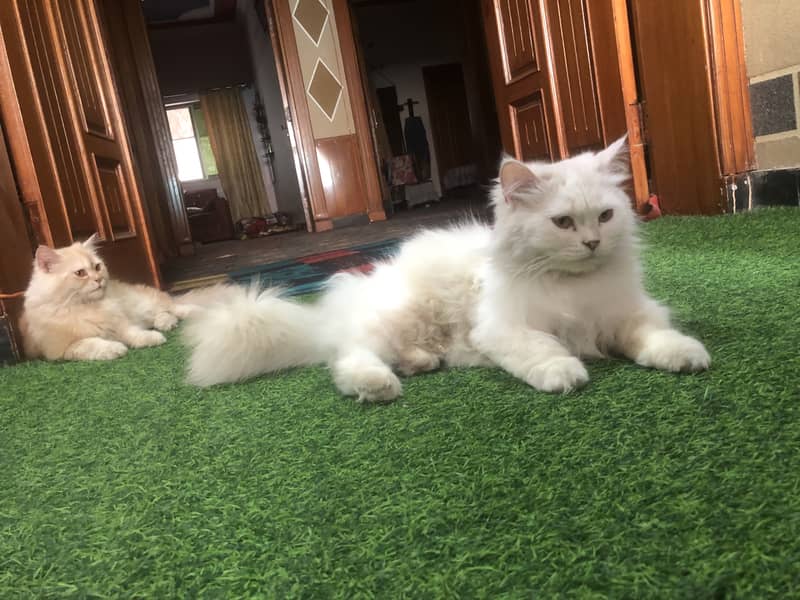 Persian Cats Triple Coated Pair 3