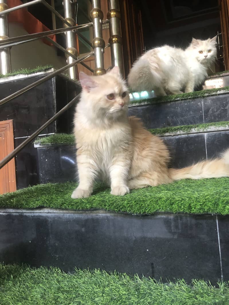 Persian Cats Triple Coated Pair 5