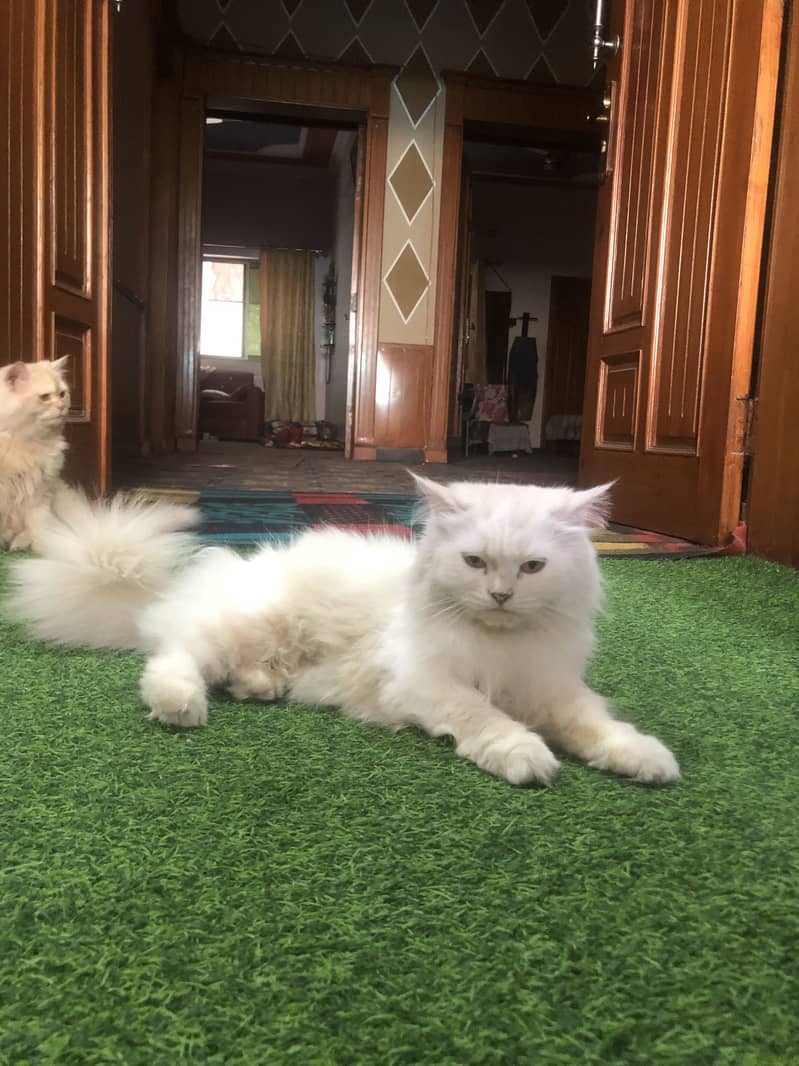 Persian Cats Triple Coated Pair 6