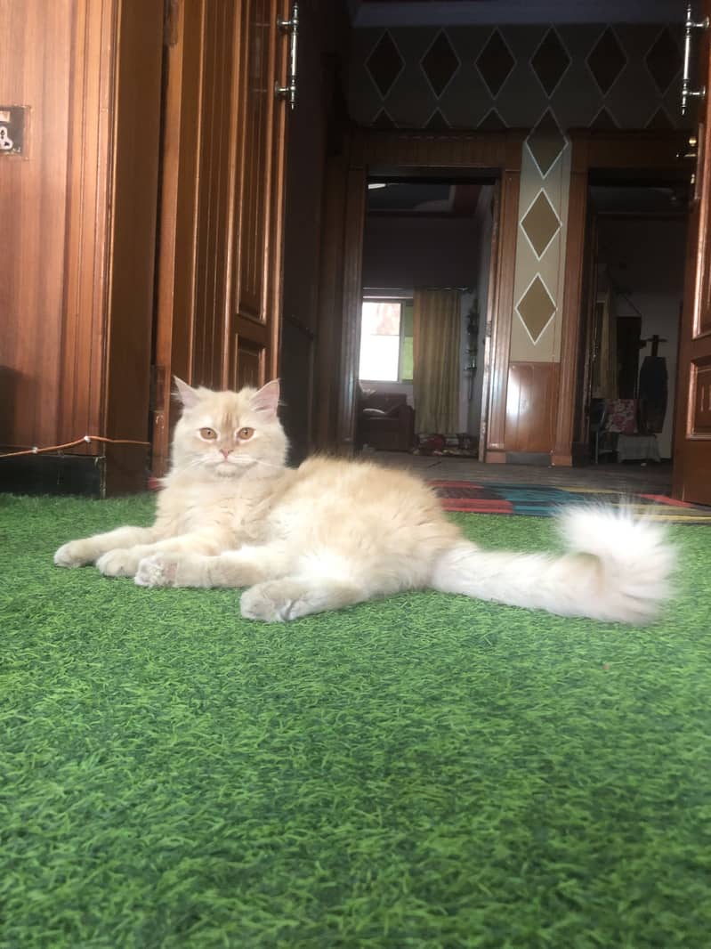 Persian Cats Triple Coated Pair 11