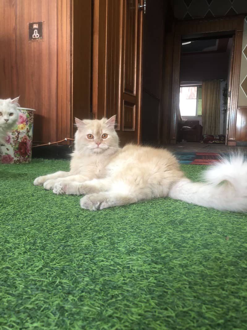 Persian Cats Triple Coated Pair 12