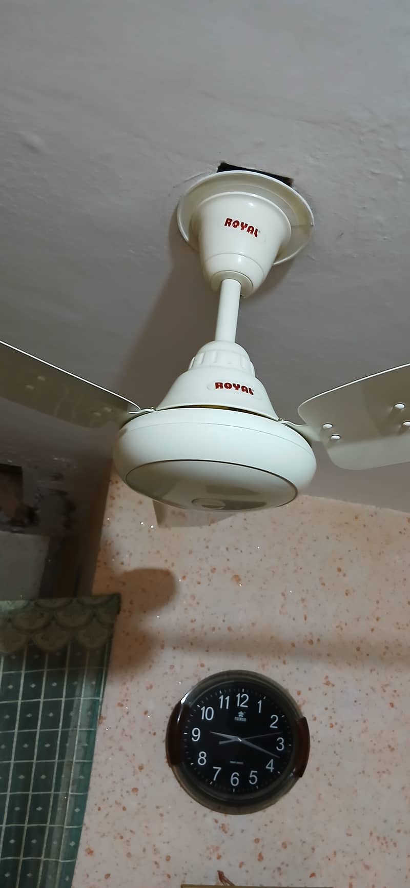 Royal fan 1