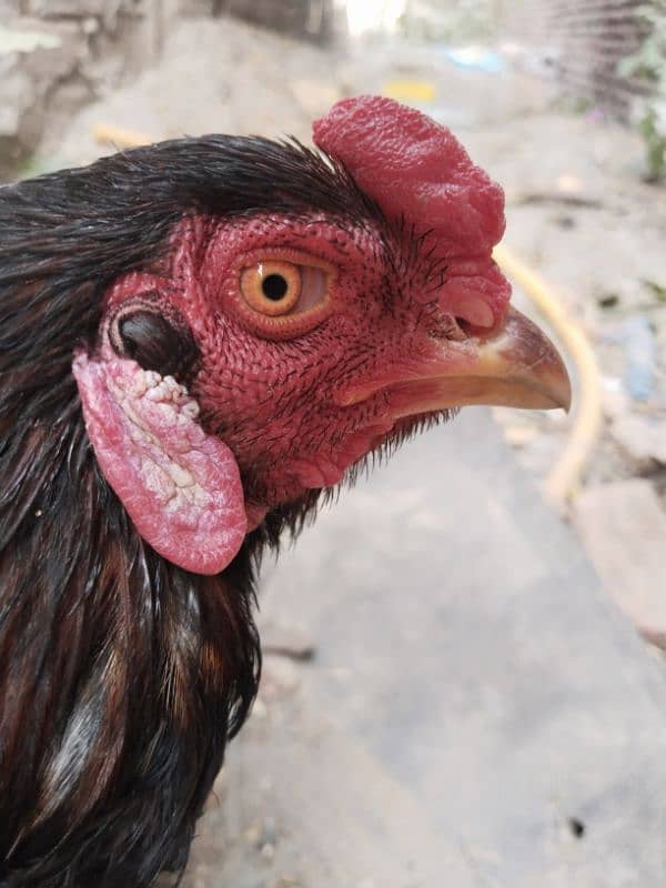 Assel hen for sale 1