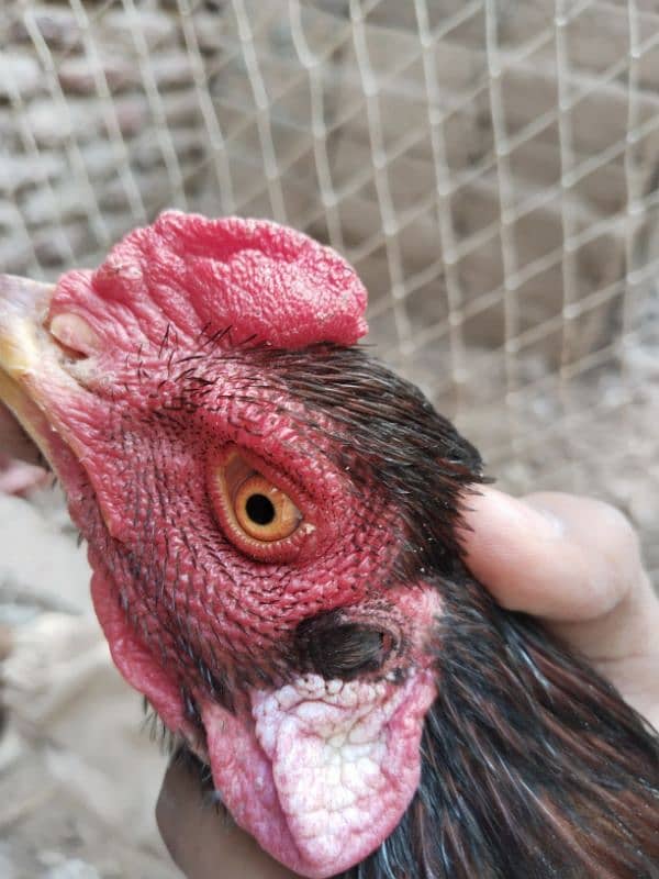 Assel hen for sale 2