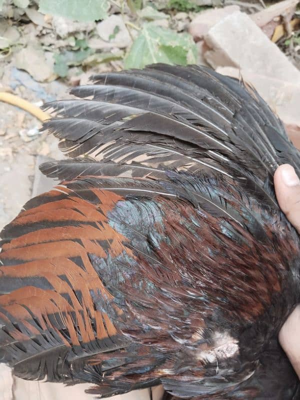 Assel hen for sale 3