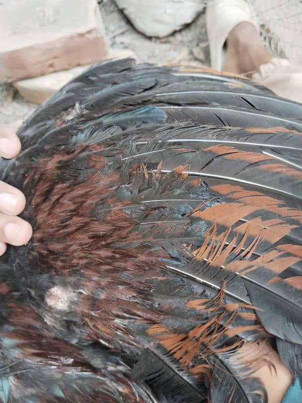 Assel hen for sale 5