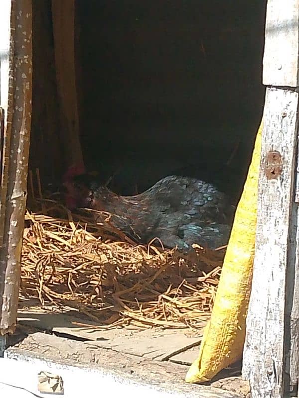 Golden chicken 0