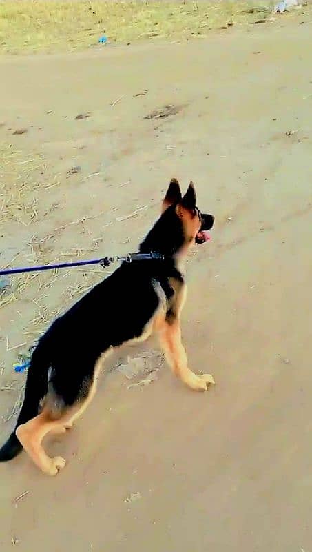 german shepherd puppy 1