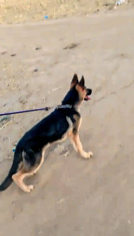 german shepherd puppy 2