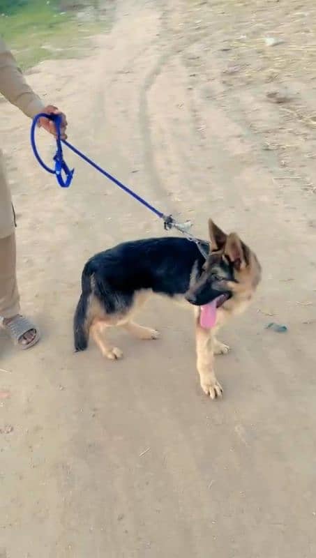 german shepherd puppy 3