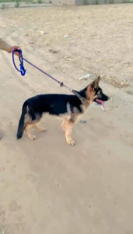 german shepherd puppy 4