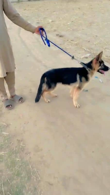 german shepherd puppy 5