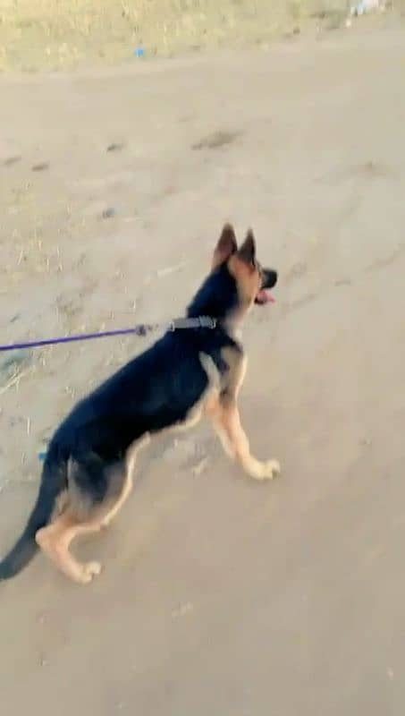 german shepherd puppy 6