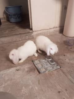 Holland loop Breeder female