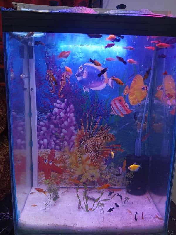 Fish aquarium big size ma with decoration 0