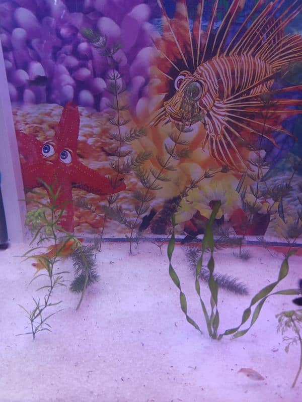 Fish aquarium big size ma with decoration 1