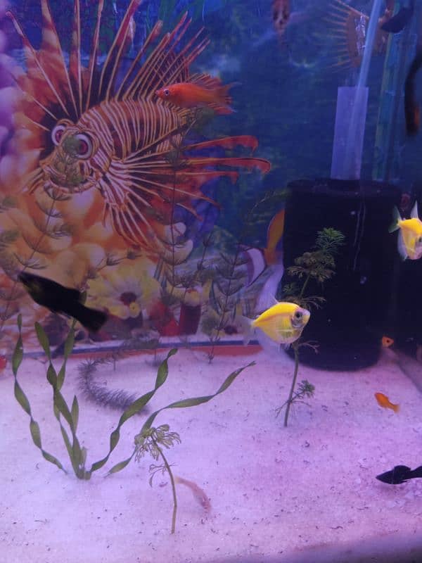 Fish aquarium big size ma with decoration 2
