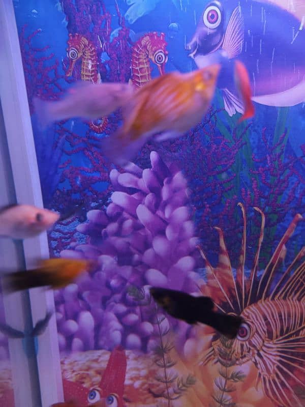 Fish aquarium big size ma with decoration 3