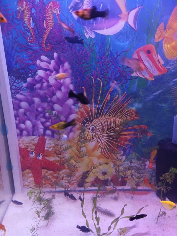 Fish aquarium big size ma with decoration 4