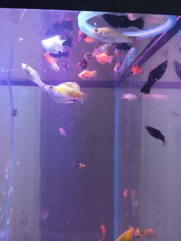Fish aquarium big size ma with decoration 5