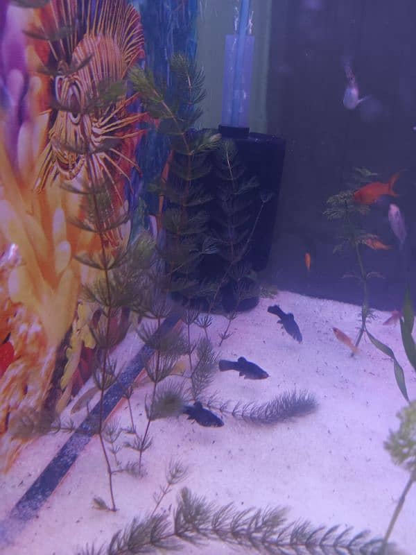 Fish aquarium big size ma with decoration 6