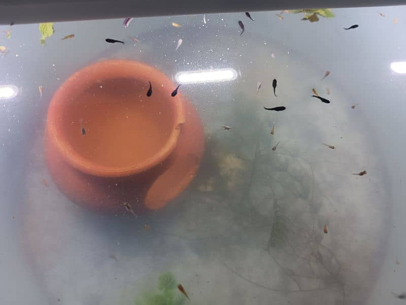 Fish aquarium big size ma with decoration 8