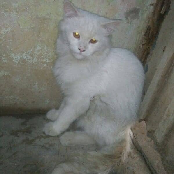 Male cat 0