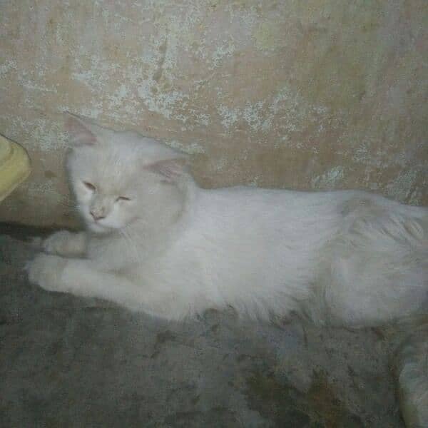 Male cat 1