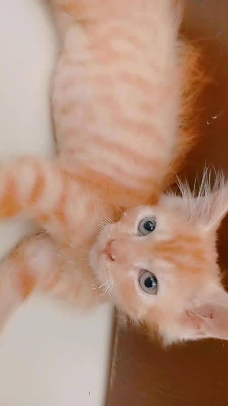 pure Persian male 0