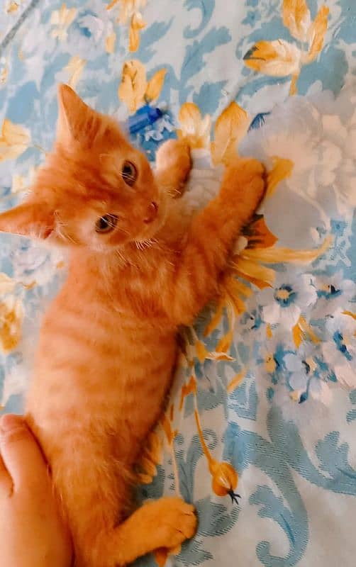 pure Persian male 1