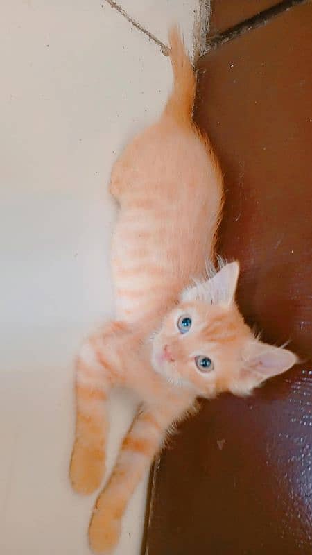 pure Persian male 2