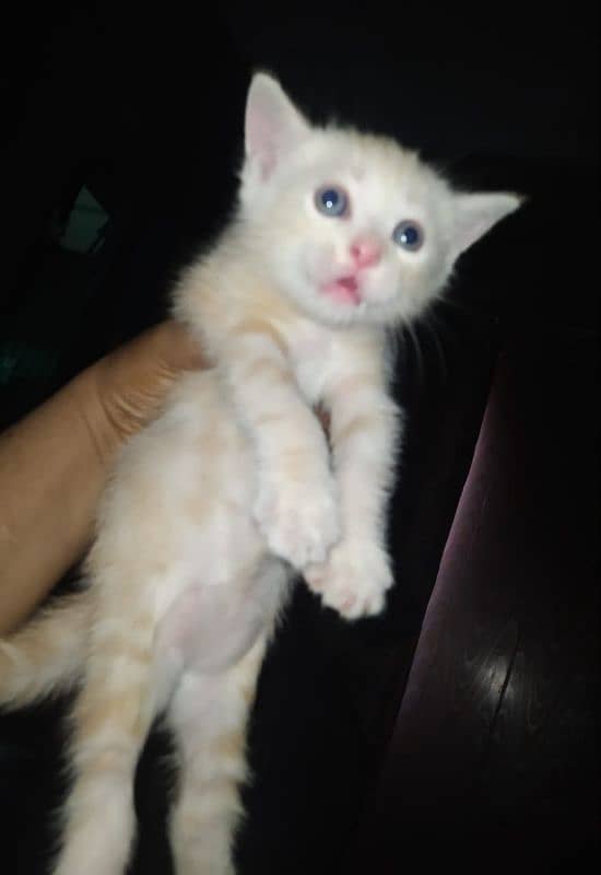 kitten for sale 3000 each 6000 pair 2