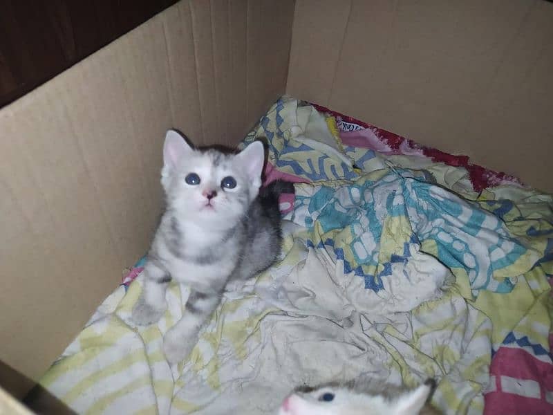 kitten for sale 3000 each 6000 pair 3