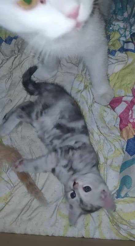 kitten for sale 3000 each 6000 pair 4