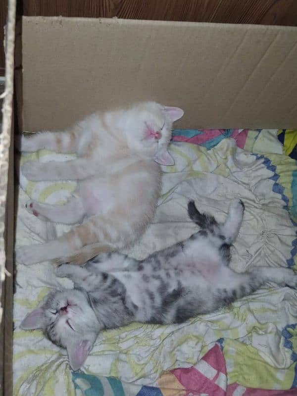 kitten for sale 3000 each 6000 pair 5