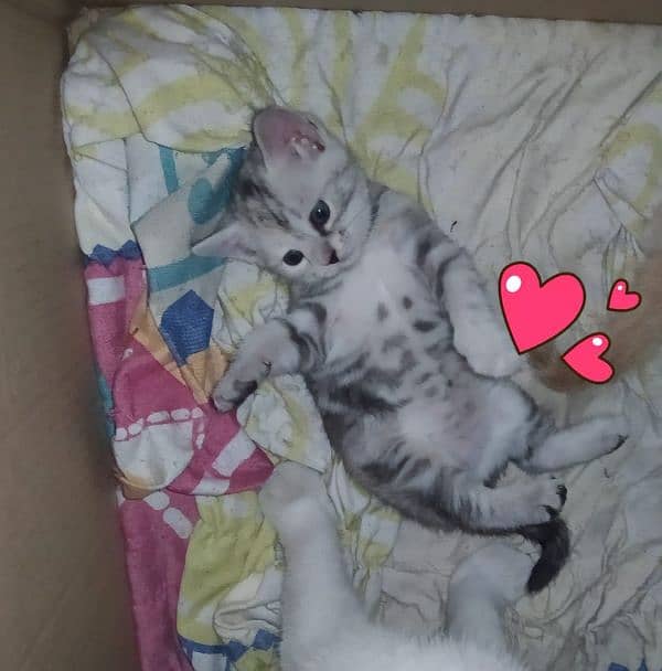 kitten for sale 3000 each 6000 pair 0