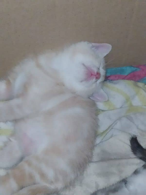 kitten for sale 3000 each 6000 pair 6