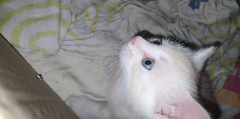 kitten for sale 3000 each 6000 pair 7
