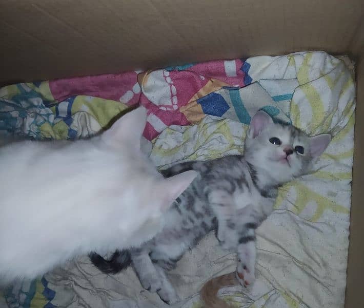kitten for sale 3000 each 6000 pair 8