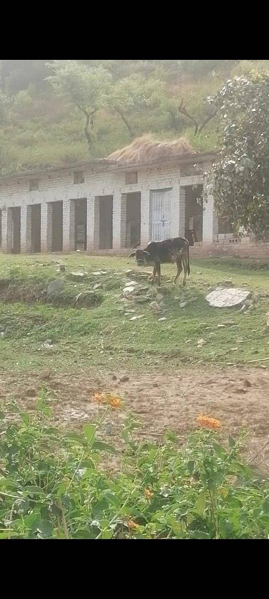 Agricultural, Dairy,Goat, Cattle and Poultary Farms available for Rent 5