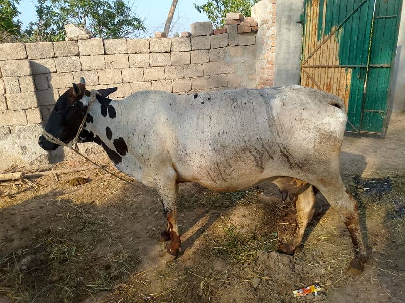 cholistani crass 03180008077 2