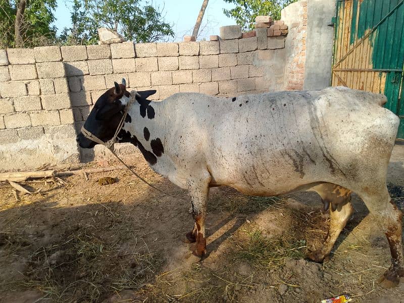 cholistani crass 03180008077 4