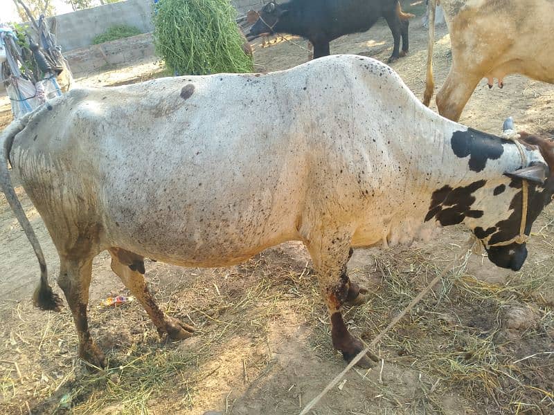 cholistani crass 03180008077 8