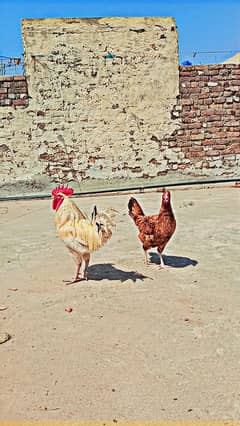 Desi Hens