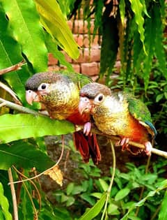 conure