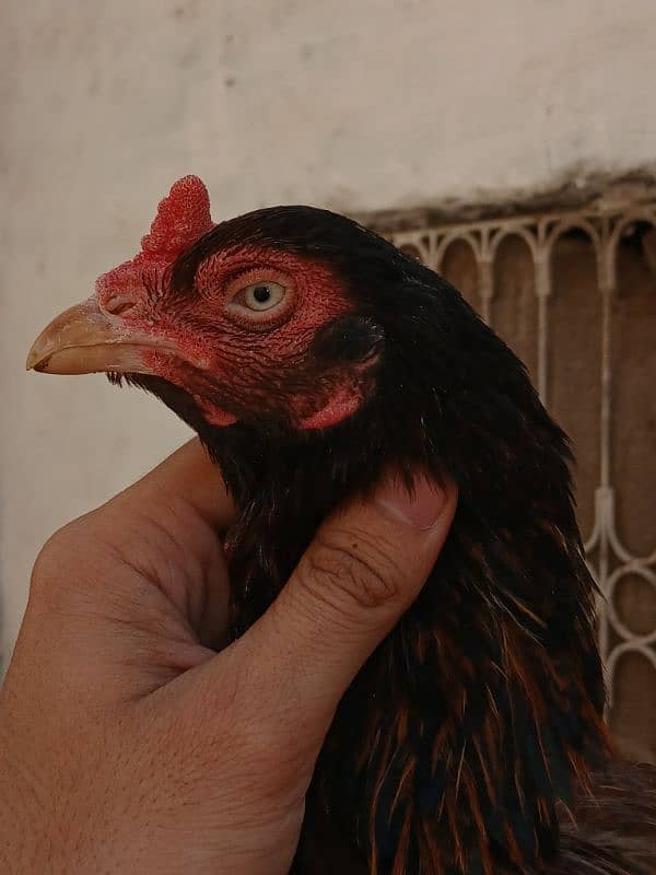 khajori Madi forsale 0