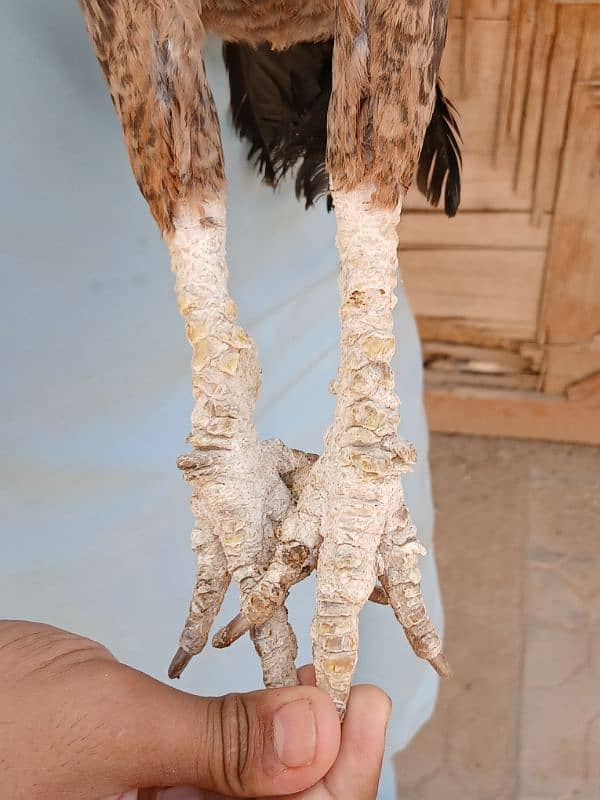 khajori Madi forsale 3