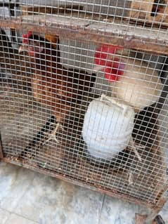 A pair of Hen Eggs laying