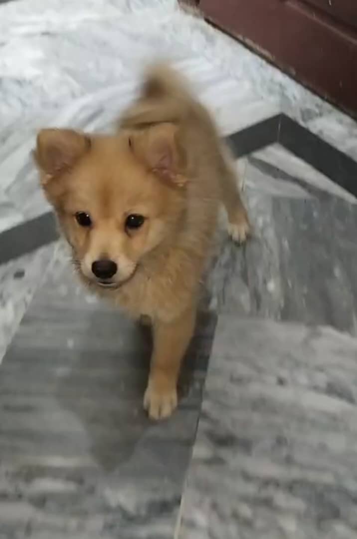 Pomeranian Male Puppy Available for Sale / Pom Puppy / Dog for Sale 1